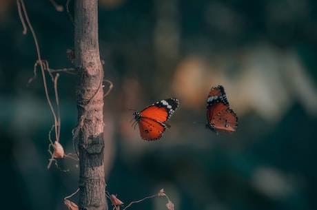 青斑蝶绝美身影惊艳亮相——中国物种多样性保护的最新成果