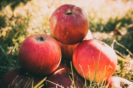 最新研究称，苹果皮能有效抗菌
