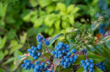 蓝莓山药(糊涂到底的蓝莓山药，你了解吗？)
