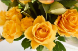 黄玫瑰的花语是什么(黄玫瑰的花语是什么，听听专家怎么说)