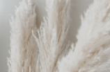 芦苇微微——湿地的优雅之花