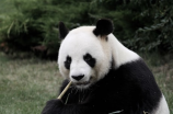 小熊猫美美首次亮相上海迪士尼！