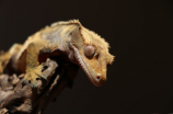 洛克王国蜥蜴(洛克王国蜥蜴：了解蜥蜴的品种和习性)