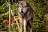 狼青犬：灵敏勇猛的狩猎之王